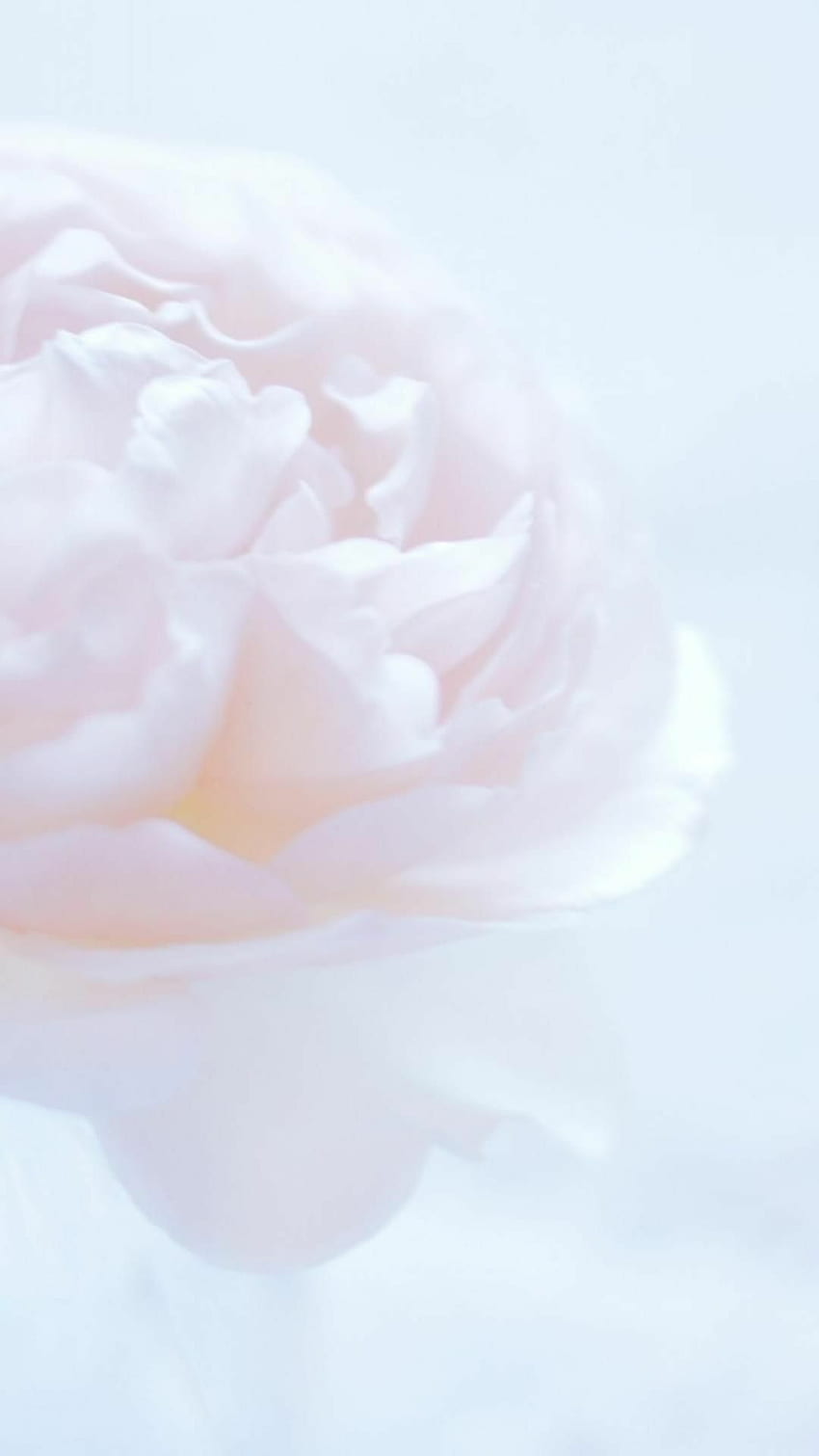 Weiße Blume - [ ], Pfirsich und weiße Blume HD-Handy-Hintergrundbild