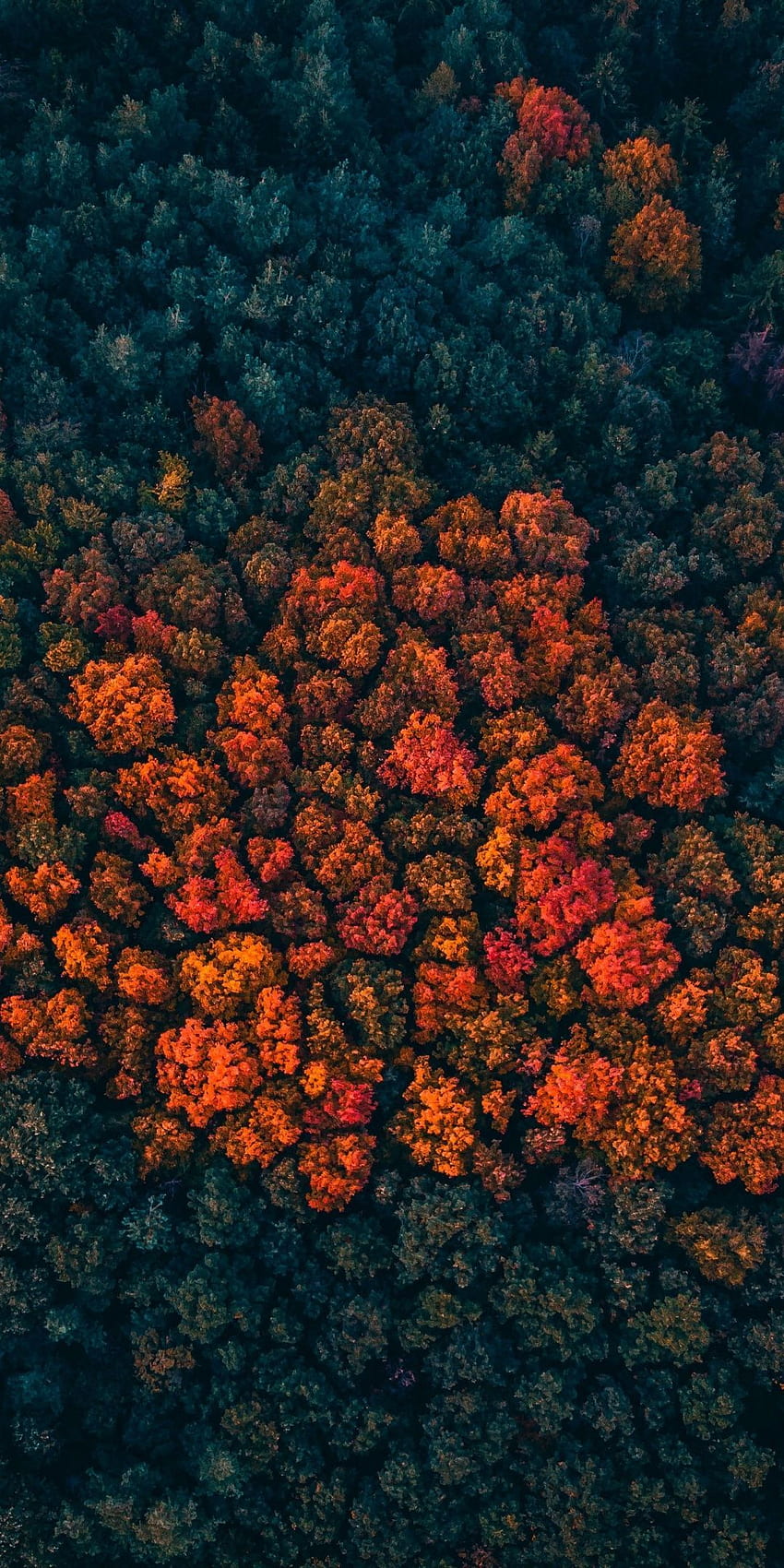 Bäume spitzen, Wald, Bäume, Luft, . Ansicht, Herbst, Telefon im Hintergrund, Drohnenansicht HD-Handy-Hintergrundbild