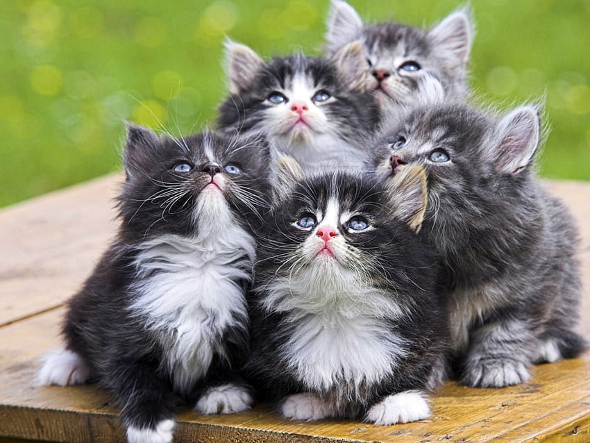 animais, gatos papel de parede HD