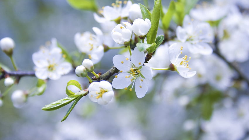春, マクロ, 枝, 咲く, リンゴの木, 開花 高画質の壁紙