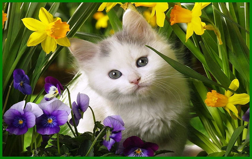 Gatito maravilloso y lindo para y concepto de iPhone, gatos y gatitos lindos fondo de pantalla