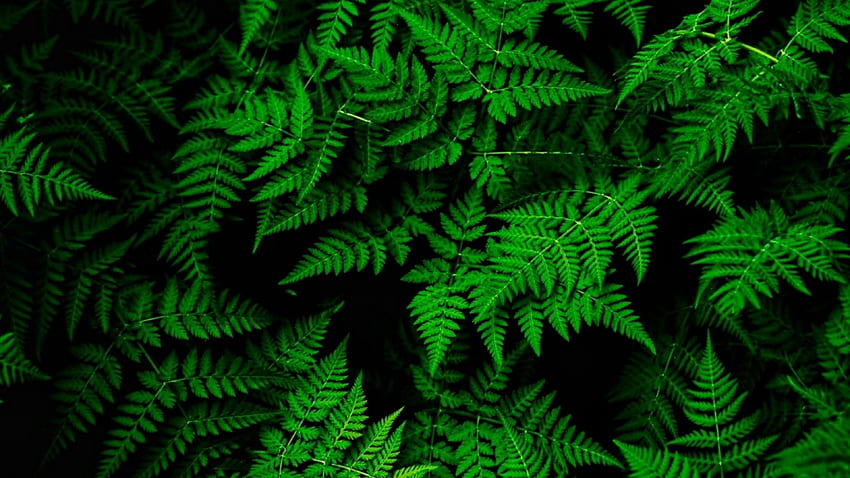 Blätter, grüne Blätter HD-Hintergrundbild