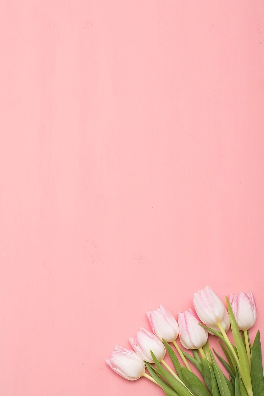 Цветок Природа Тюльпан. iPhone 봄 봄 빈티지 꽃 배경, 파스텔 튤립 HD 전화 배경 화면