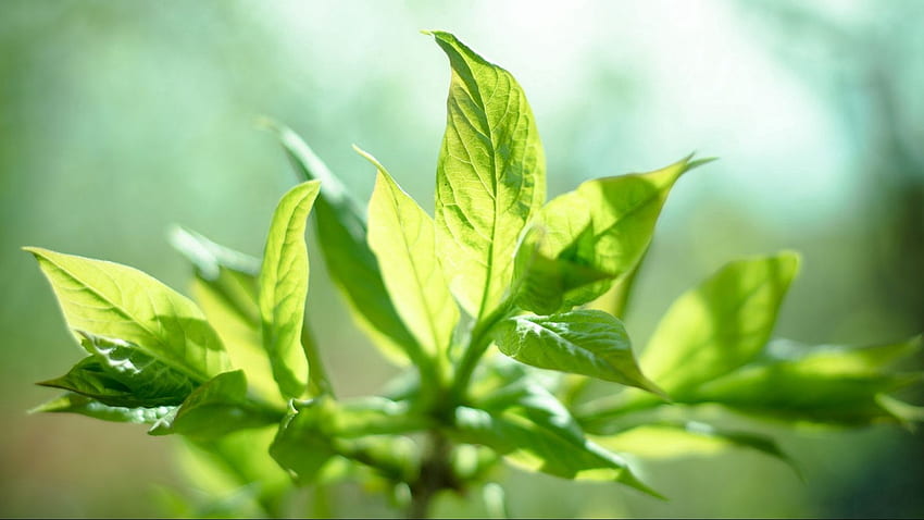 sun, leaves, mint, plant 16:9 background HD wallpaper