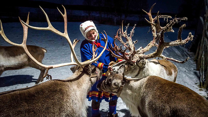 In : Sweden's incredible reindeer herders, Arctic Reindeer HD wallpaper