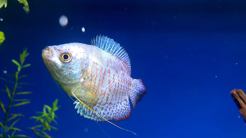 Dwarf Gourami Fish, Freshwater Fish HD wallpaper