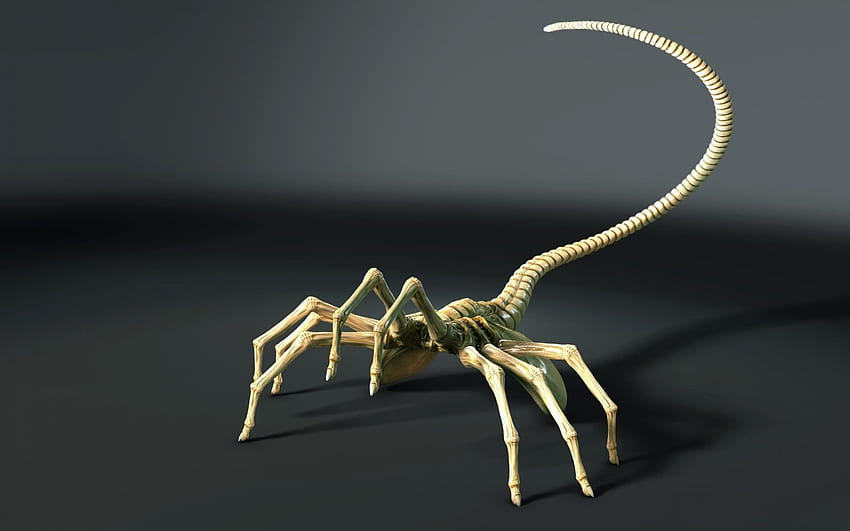 Scorpion . Cool Scorpion , Mechanical Scorpion and Tribal Scorpion HD wallpaper
