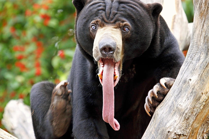 สัตว์ หมี สี ลิ้น ภาษา ความประหลาดใจ ความประหลาดใจ ลิ้นยาว วอลล์เปเปอร์ HD
