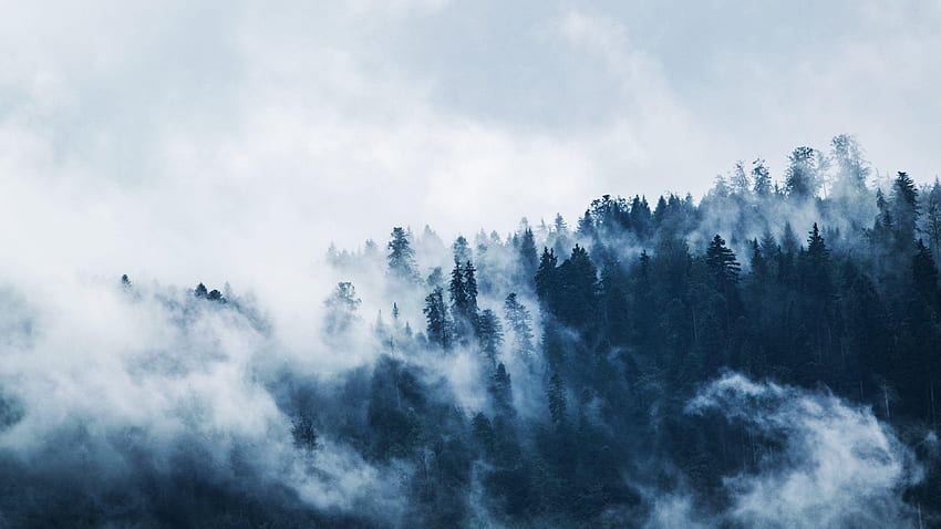 Misty Forest, Cloud Forest HD wallpaper