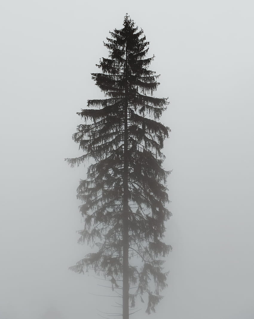 Nature, Pine, Wood, Tree, Fog, Grey, Gloomy HD phone wallpaper | Pxfuel