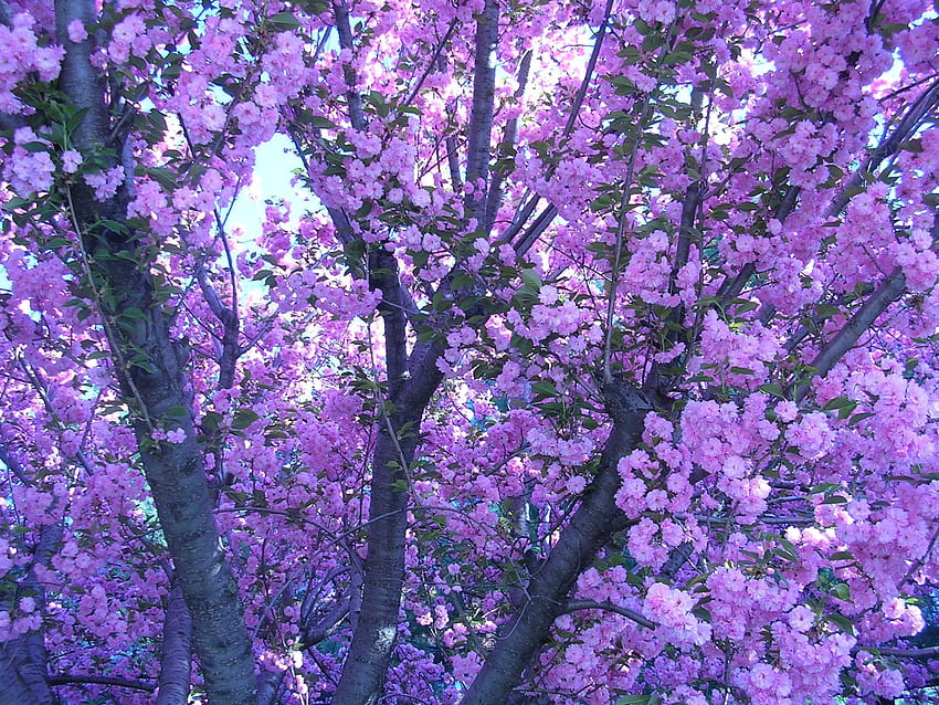 พื้นหลังแล็ปท็อปความงามสีม่วง (หน้า 1), ความงามดอกไม้สีม่วง วอลล์เปเปอร์ HD
