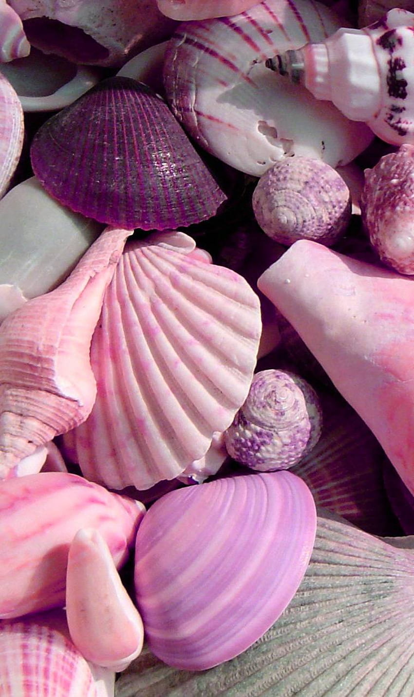 Seashells, Pink Seashell HD phone wallpaper