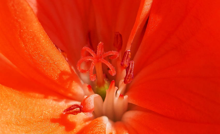 Blume, Makro, Pollen, Staubblatt, Lulpan HD-Hintergrundbild