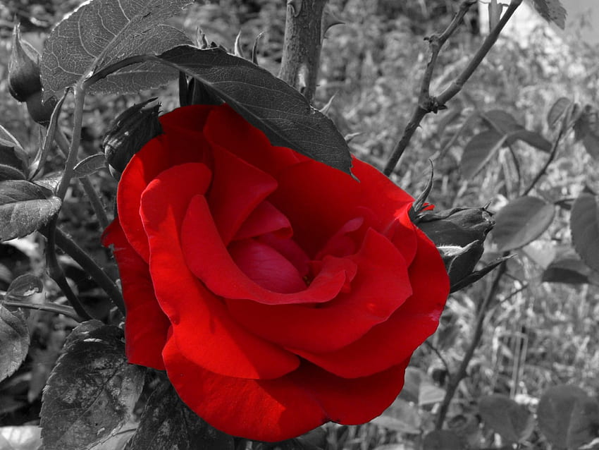 Червена роза, роза, абстрактно, цвете HD тапет