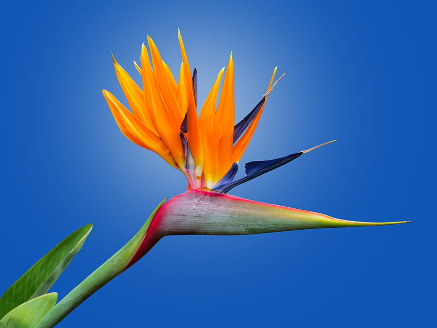 Bird of paradise flower, orange flower, bloom HD wallpaper