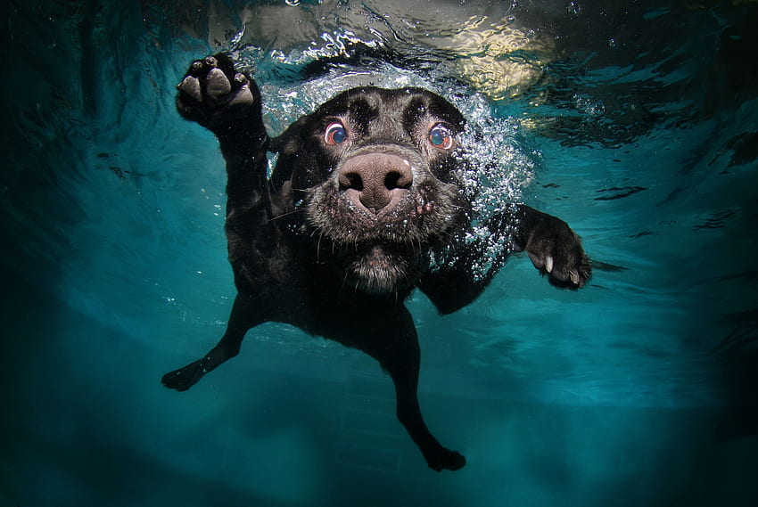 Zwierzęta, woda, pies, pod wodą, pod wodą, pływa, pływa Tapeta HD
