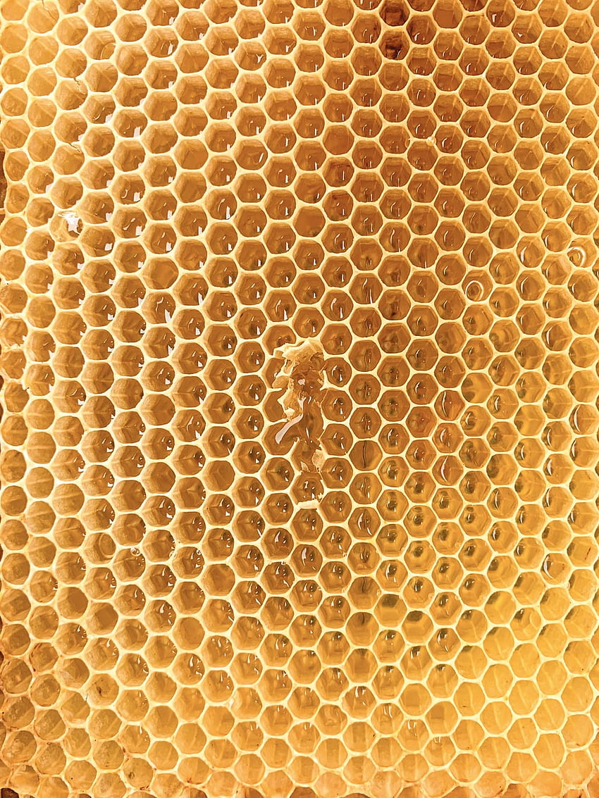 Пчелна пита, жълт мед HD тапет за телефон