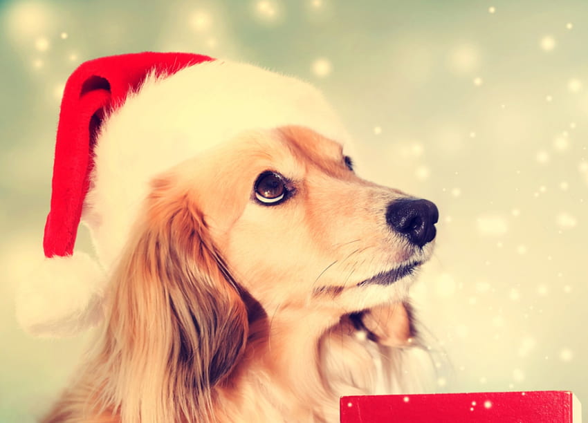 Thank you, Santa!, dog, animal, craciun, cute, puppy, christmas, red, funny, sant, hat, caine HD wallpaper
