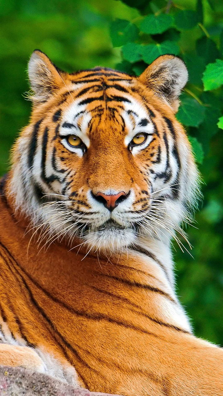 iPhone Tiger — niesamowity, fajny tygrys Tapeta na telefon HD