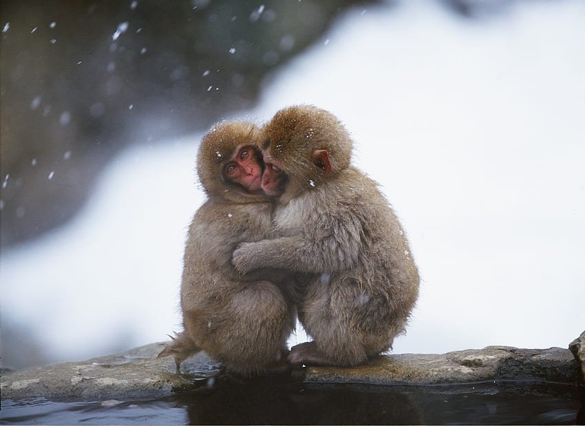 Tiere, Schnee, Affen, Paar, Paar, Fürsorge, Umarmung HD-Hintergrundbild
