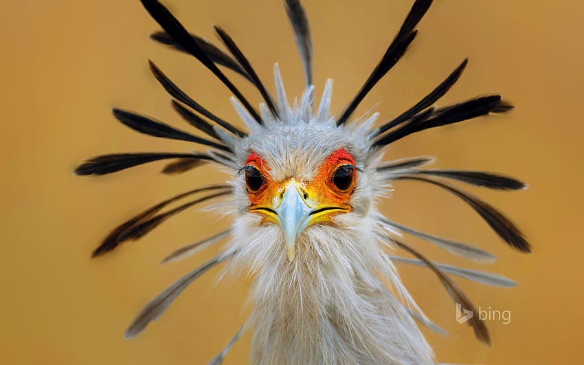 Ptak sekretarz, Park Narodowy Krugera, Republika Południowej Afryki - Bing, ptak afrykański Tapeta HD