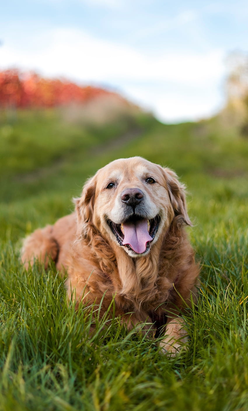 Những chú chó Golden Retriever luôn được yêu mến bởi sự dễ thương và tình cảm của chúng. Nếu bạn muốn có một nền ảnh điện thoại hoặc ảnh nền chó Golden Retriever dễ thương, đừng ngần ngại ghé thăm trang web của chúng tôi. Bạn sẽ được tìm thấy những bức ảnh với chất lượng tốt và đáng yêu nhất!