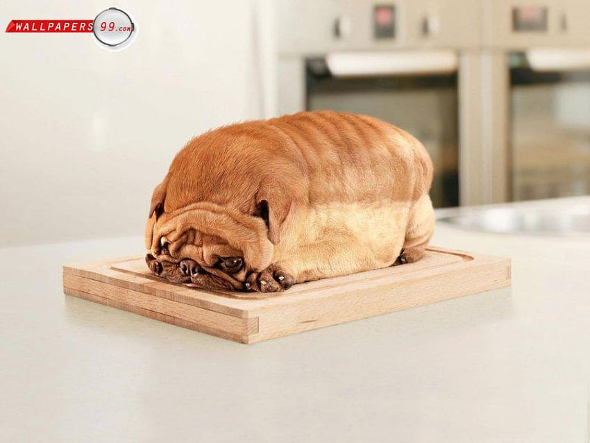 mops chlebowy !!!, pies, mops, szczenię, chleb Tapeta HD