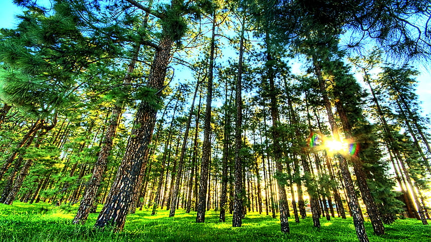 รีเฟรช แสง เขียว ต้นไม้ ธรรมชาติ หญ้า แสงแดด ป่า ลำแสง วอลล์เปเปอร์ HD
