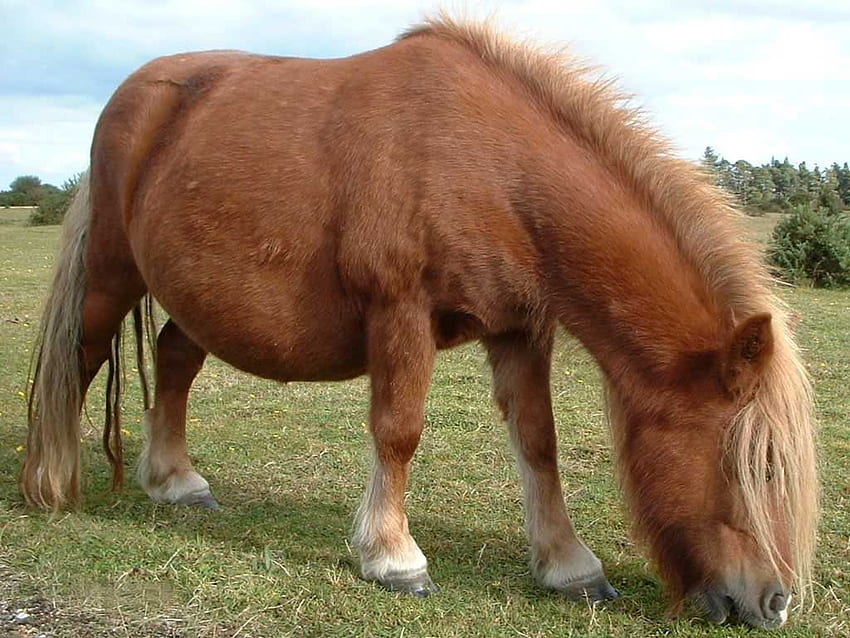 a beautiful shetland pony, shetland pony, shetland, ponies, pony HD wallpaper
