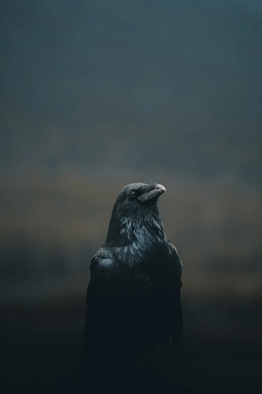 The Best High Resolution For Your Phone . Crow , Wild Animals graphy, Crow HD phone wallpaper