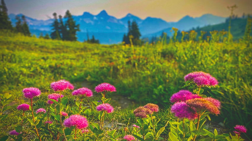 タトゥーシュ山脈、ワシントン州、野生の花、花、風景、木、山、日没、アメリカを見下ろす夏の午後 高画質の壁紙