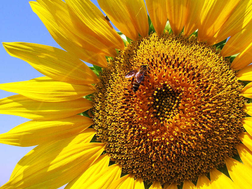 Flowers, Petals, Bee, Sunflower, Pollination HD wallpaper