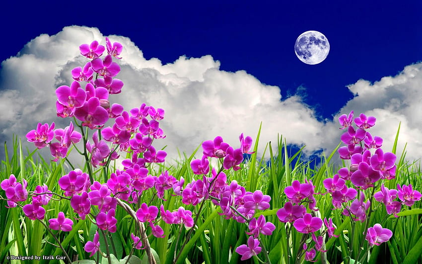 Flower fields in the moon, moon, clouds, meadow, sky, nature, flowers, orchid, grass HD wallpaper