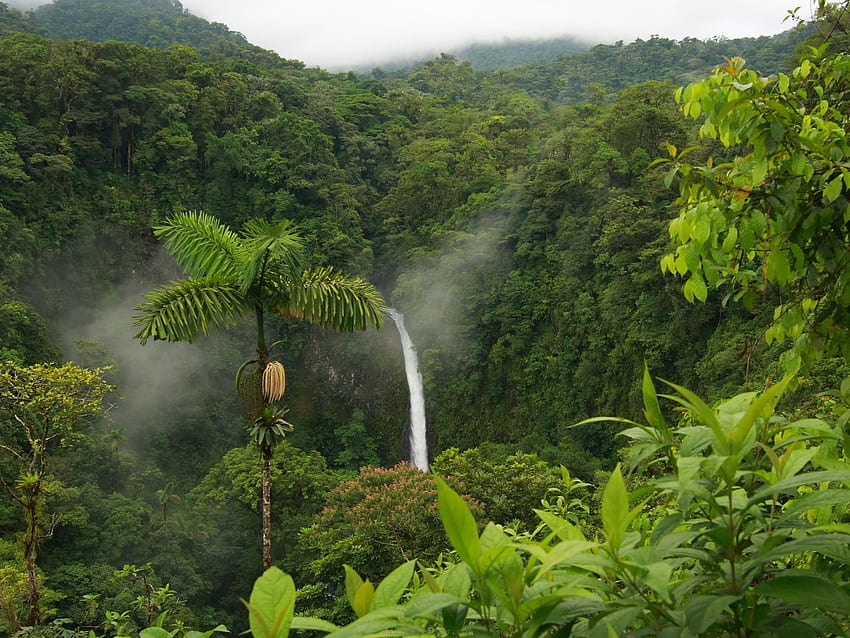 Rośliny z lasów deszczowych, zwierzęta z lasów tropikalnych Tapeta HD