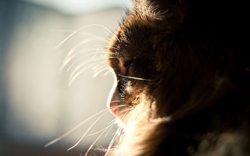 Animals, Shine, Light, Cat, Fluffy, Muzzle, Profile HD wallpaper