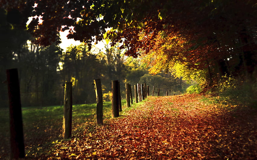 The Autumn Way, lumière du soleil, merveilleux, enchanteur, beauté, agréable, clôture, arbres, automne, incroyable, route, adorable, étourdissant, automne, magnifique, beau, chemin, feuilles, joli, rêver, nature, ciel, forêt Fond d'écran HD