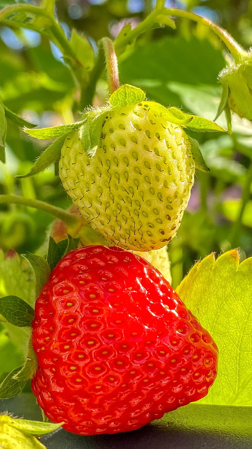 Strawberry - Top Quality Strawberry Background ( & ), Strawberry HD phone wallpaper