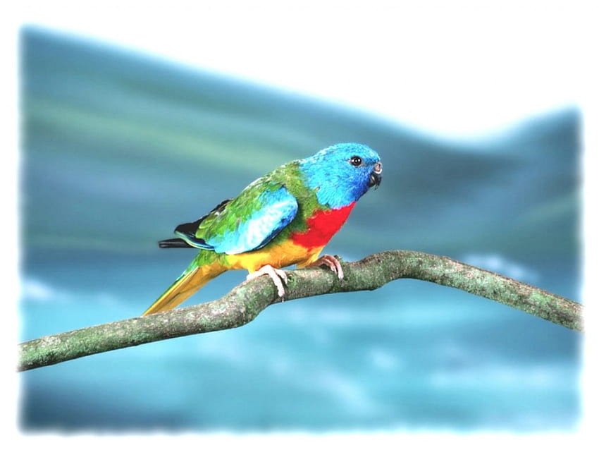 Parrot on Branch, rainbow parrot, tree branch HD wallpaper