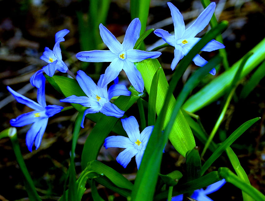 Kwiaty, Trawa, Flora Tapeta HD