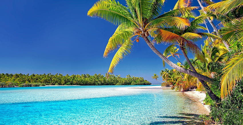 Cook adaları, plaj, güneşli gün, palmiye ağaçları HD duvar kağıdı