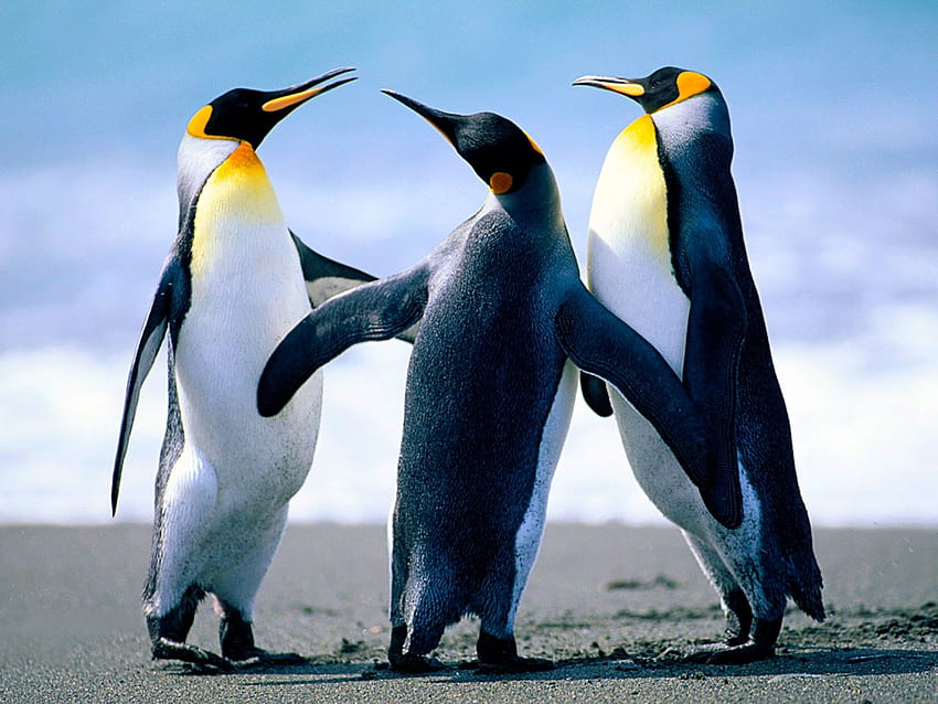 Pinguinfenster, Pinguin HD-Hintergrundbild