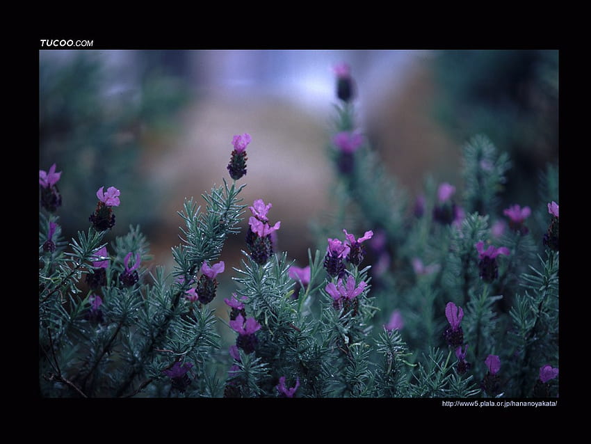Cantik Liar, hitam, bunga liar, pohon cemara, padang rumput, asrama, ungu, bidang, hijau, lavender, alam, indah Wallpaper HD