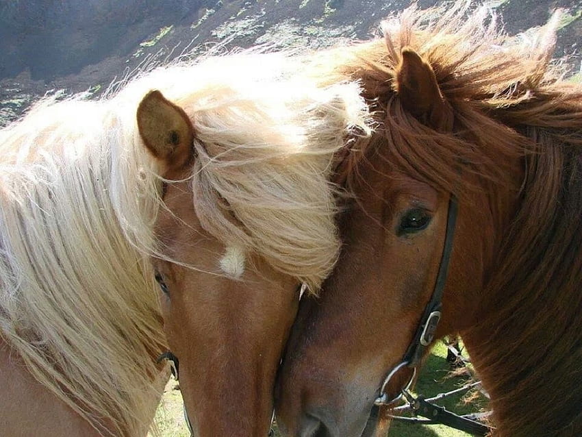 piękna para koni, para, konie, piękny, zwierzęta Tapeta HD