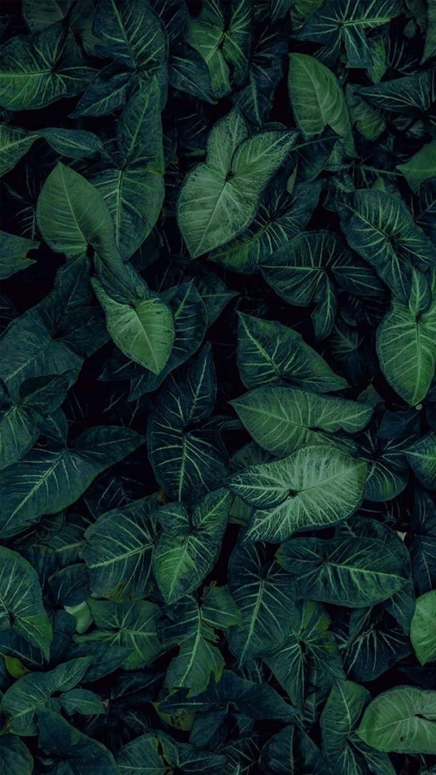 Tropical Leaves, Botanicals, Leaf Phone - Idea , iPhone , Color Schemes,  Aesthetic Tropical Leaves HD phone wallpaper | Pxfuel