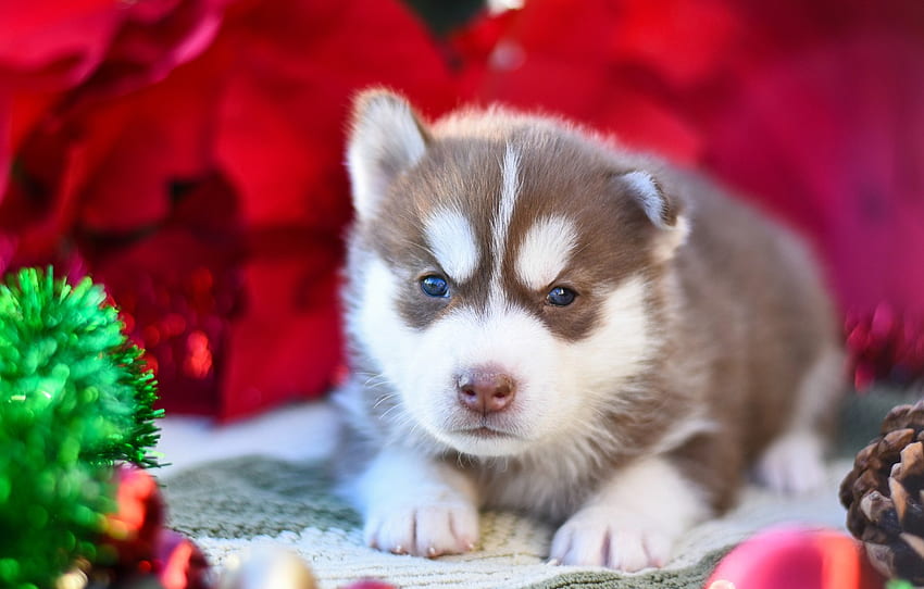 red, pose, background, dog, baby, puppy, lies, tinsel, face, brown, husky, Siberian husky for , section собаки HD wallpaper