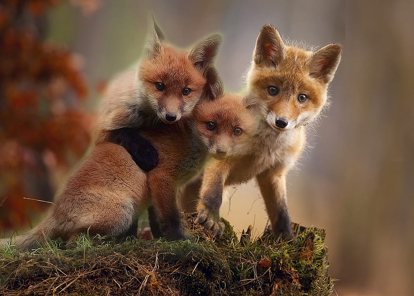 Foxes, animal, cub, cute, vulpe, fox, trio HD wallpaper