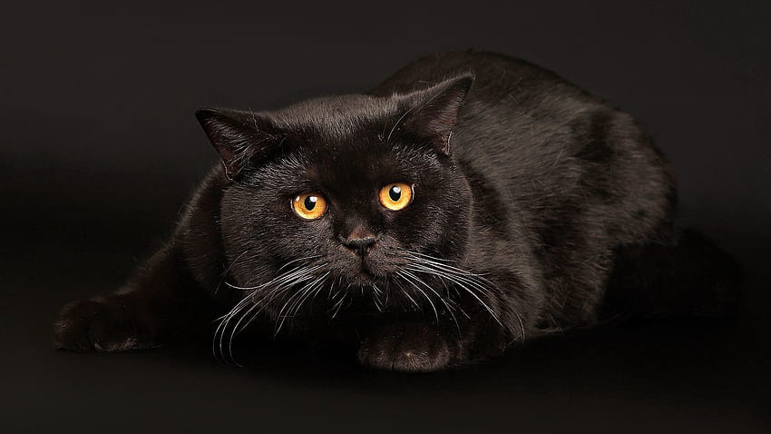 Cat, Animals, Lie, To Lie Down, Dark Background, Fright, Black Cat HD wallpaper