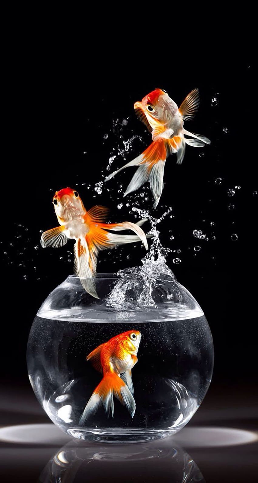 금붕어. Fish , Goldfish art, 물고기 , Black Koi HD 전화 배경 화면