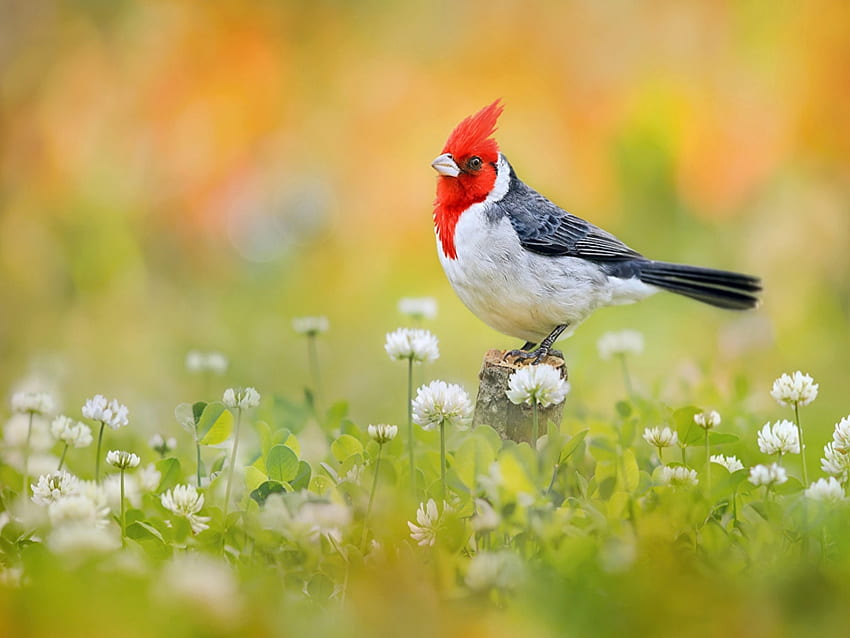 นกน้อย นก ดอกไม้ สีสัน สัตว์ วอลล์เปเปอร์ HD
