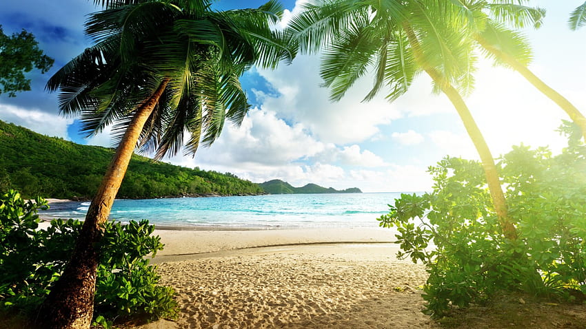 sole splendente su una spiaggia tropicale, mare, alberi, sole, spiaggia Sfondo HD